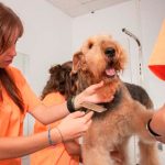 Peluquería y Estética Canina Profesional en Barcelona - TOP aul@ Salud